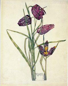 Fritillary Flower drawing by Rennie Mackintosh