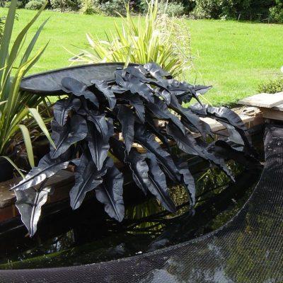 Cascading water feature